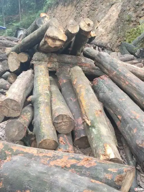 大量出售椎木加工方料,圆棒