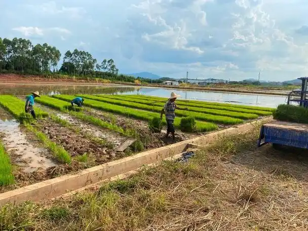 农村耕地化整为零,小田变大田,涉及所有的村庄!村民家庭要注意