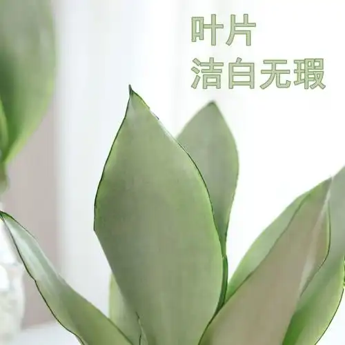 推荐白玉兰水培植物盆栽虎皮兰室室内绿植花卉绿植