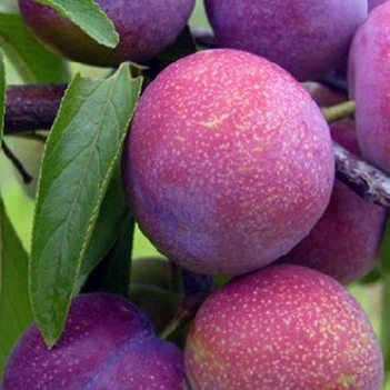 四川实生李子苗基地,四川李子苗品种,四川李子苗价格