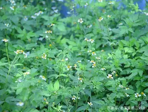 农村招人嫌的婆婆针,居然也是一种草药