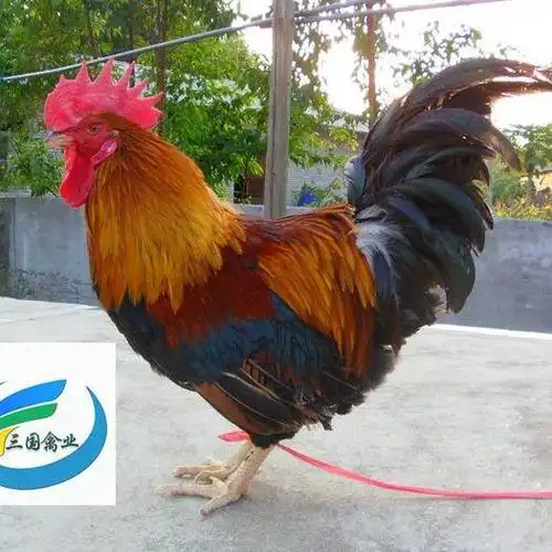 清远麻鸡苗 清远麻公苗