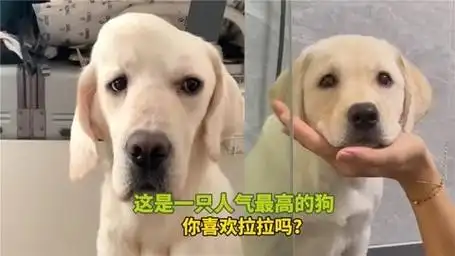 这是一只人气最高的狗,你喜欢拉拉吗?