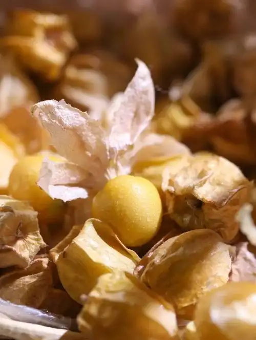 辰颐物语黑龙江绥化原产菇娘果