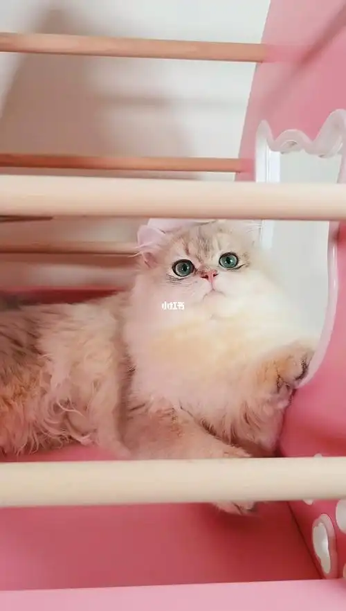 紫金血长毛蓝金渐层弟弟