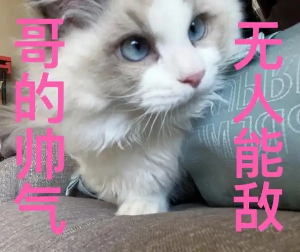 儿子的表情包收藏