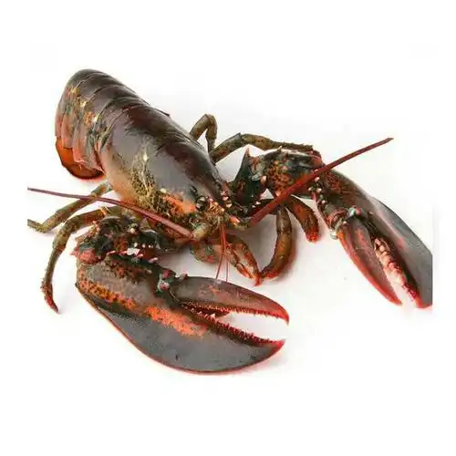 海鲜"波士顿龙虾"冷冻波龙大龙虾商用酒席餐饮食材批发称重销售