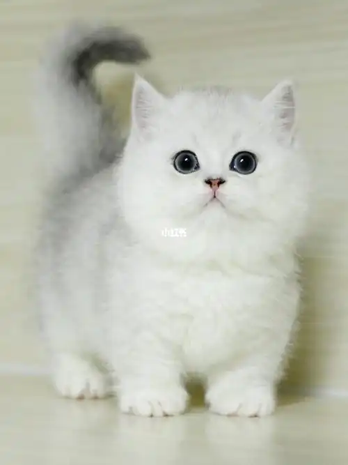 银渐层矮脚弟弟英短银渐层曼基康矮脚猫咪