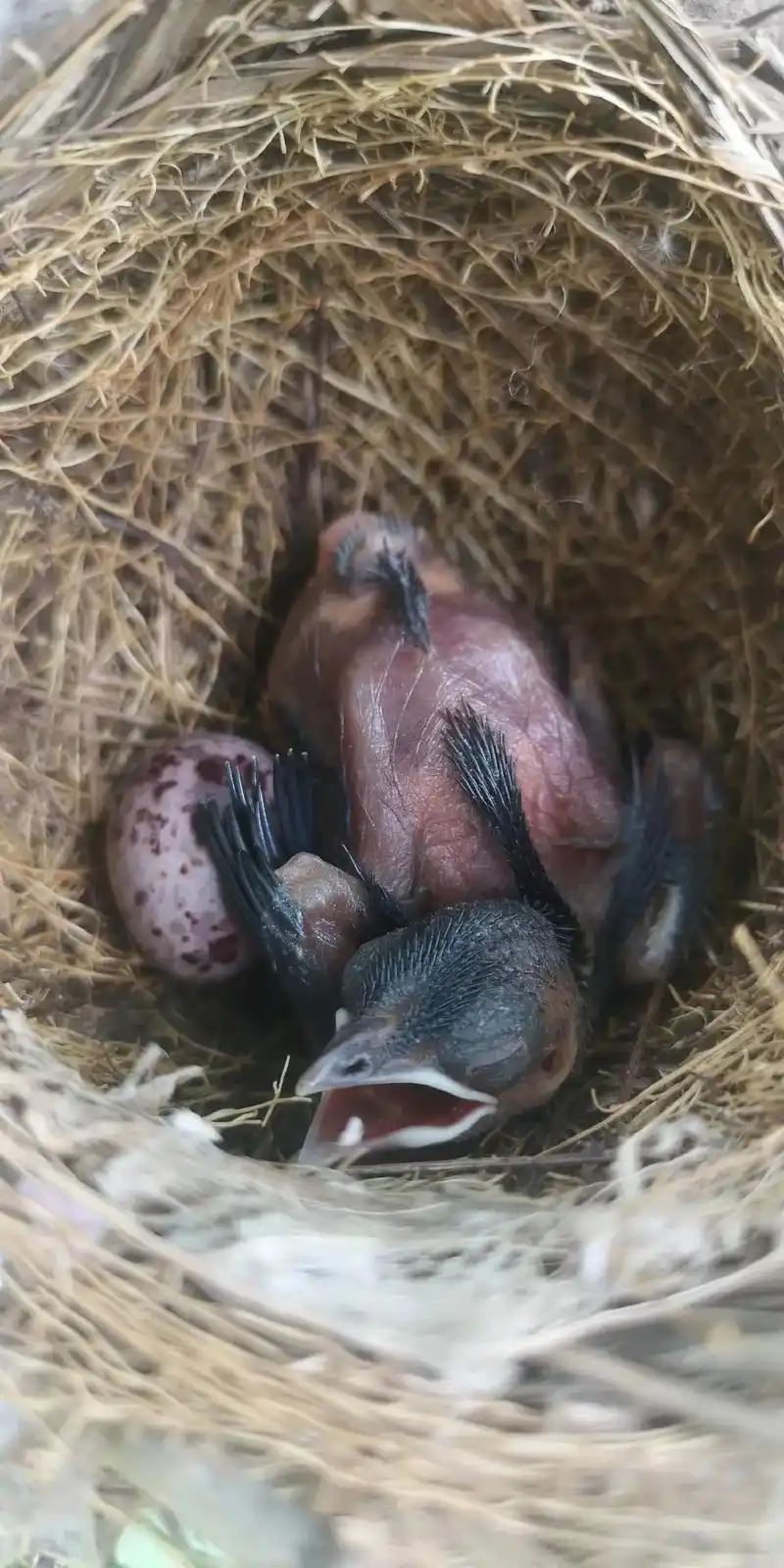 鸟宝宝  #生命逝去  养育后代都是件很不容易的事.鸟妈妈 - 抖音