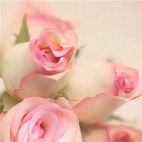 美丽鲜花头像图片大全 高清好看的唯美意境花朵微信头像_植物头像