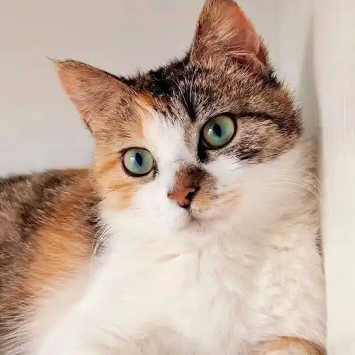 绿眼睛三花无偿领养坐标海淀