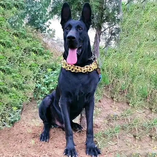 黑狼狼犬幼犬纯种大型犬纯黑色中华墨界狼狗畜牧