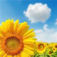 带露珠向日葵微信头像_微信头像图片大全