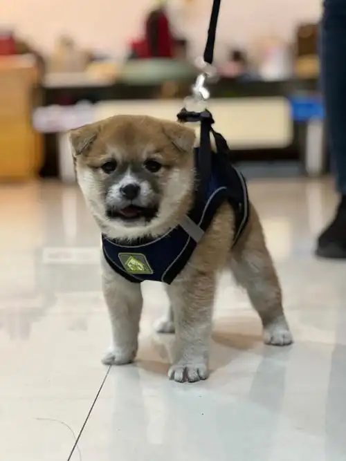 6周幼犬萌物健康柴犬中华田园犬