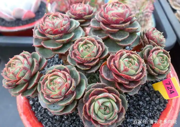 4种罗西玛系列的多肉,每种都很漂亮,可惜并非人人皆能养好