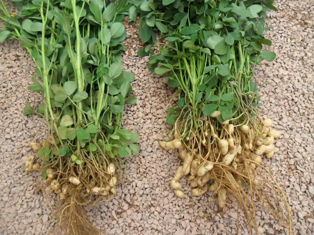 水溶肥在花生上的使用效果