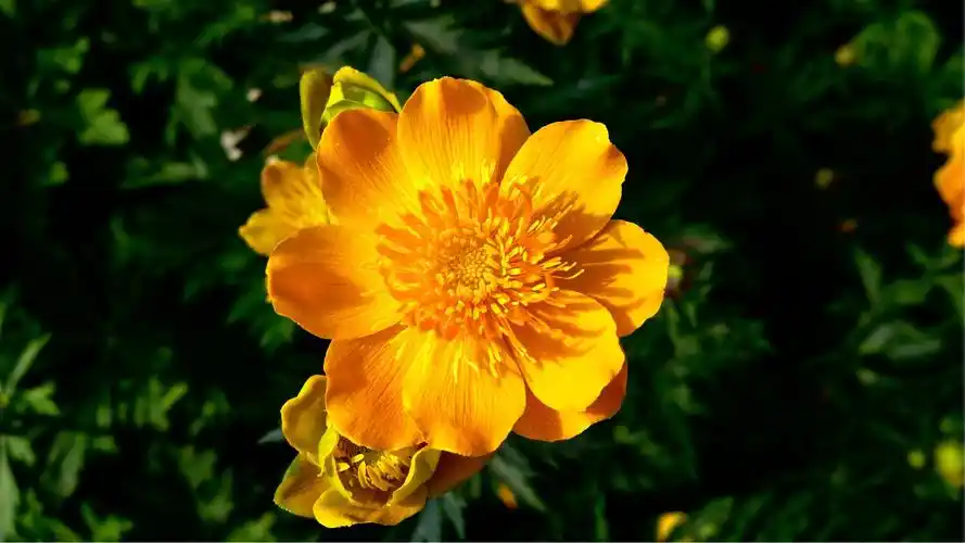 宝日浩特湿地草原上绽放的金莲花,花开四季,芳香四溢