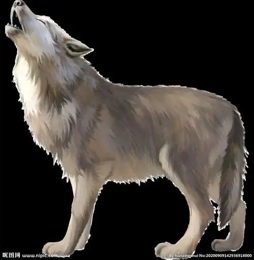 狼动物图形装饰背景素材图片