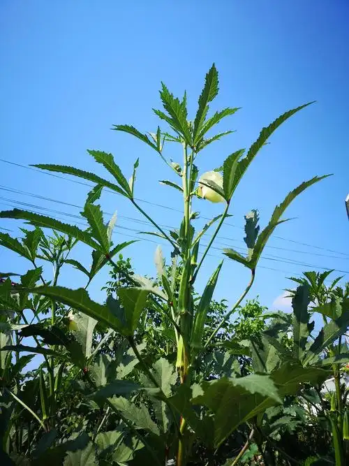 第一次看到秋葵树～还有秋葵花