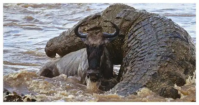 传奇巨鳄古斯塔夫传闻伤害300多人子弹打不伤至今下落成谜