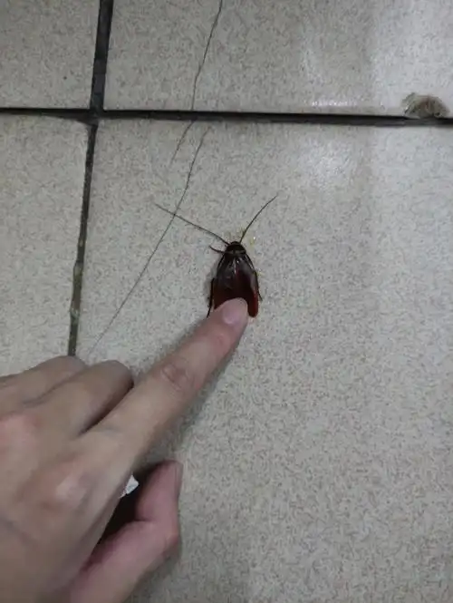 案发现场这蟑螂太嚣张了居然飞我杯子