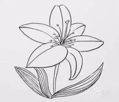 百合花简笔画教程
