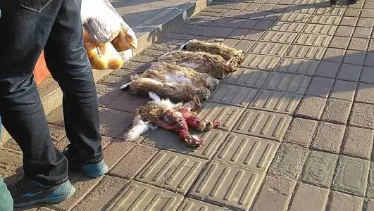 乡村猎人,夜间骑摩托车逮野兔,你搅乱了谁的安宁?