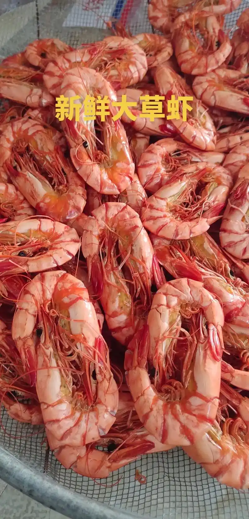 新鲜大草虾26对/斤.#干货 #支持全国发货 #诚信经营 # - 抖音