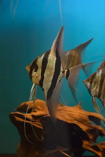 [鱼友交流] 五一埃及大片