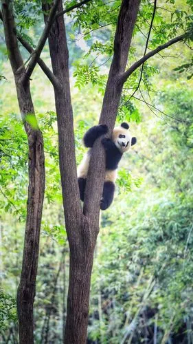 熊猫上树 ( 哺乳动物 ) 摄影师:john zeng-曾建华