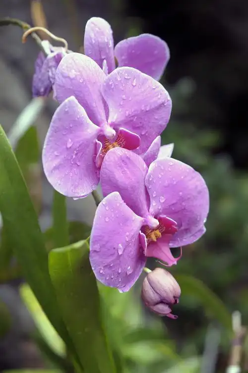 兰花谷兰花-生态摄影-css-poco摄影作品展示