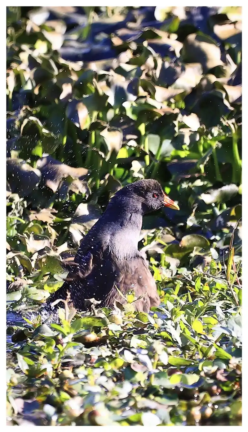 黑水鸡.#野生鸟类摄影 #爱护大自然保护野生动物 #人与自然 - 抖音