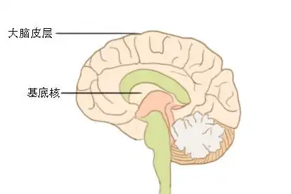 大脑半球内侧面图