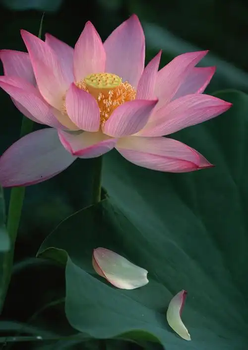 710_1000竖版 竖屏