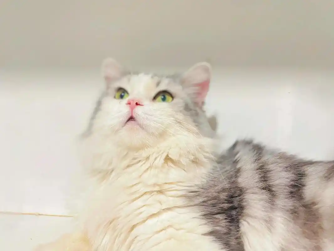 长毛美短加白种公对外借配    - 抖音