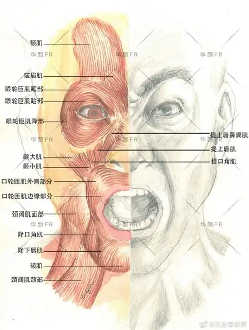 面部韧带与人类着装类比上衣由肩带和衣领. 来自王志军教授 - 微博