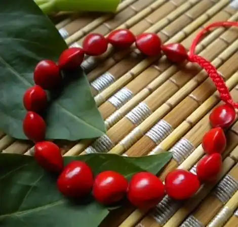 相思豆是剧毒物品,你知道吗?