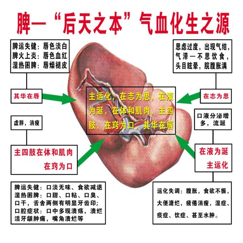 753海报印制展板写真喷绘562生活百科医疗保健知识脾解剖图