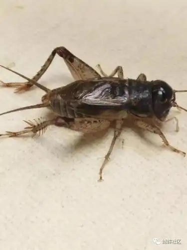 金背紫早秋力猛之将,恐怕找不到对手「蟋蟀」