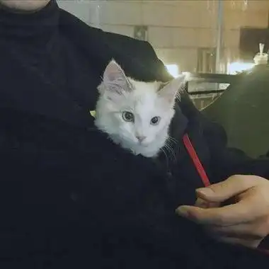 男生抱在怀里猫咪头像