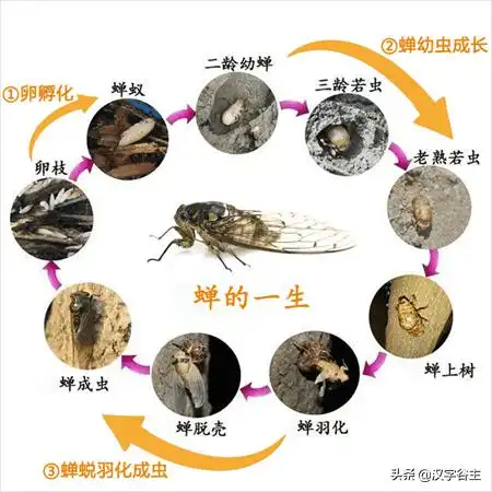 寻蝉记蝉之人文意象与自然习性