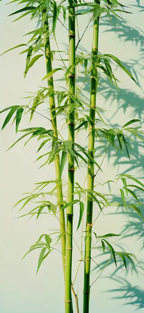 一组竹子壁纸