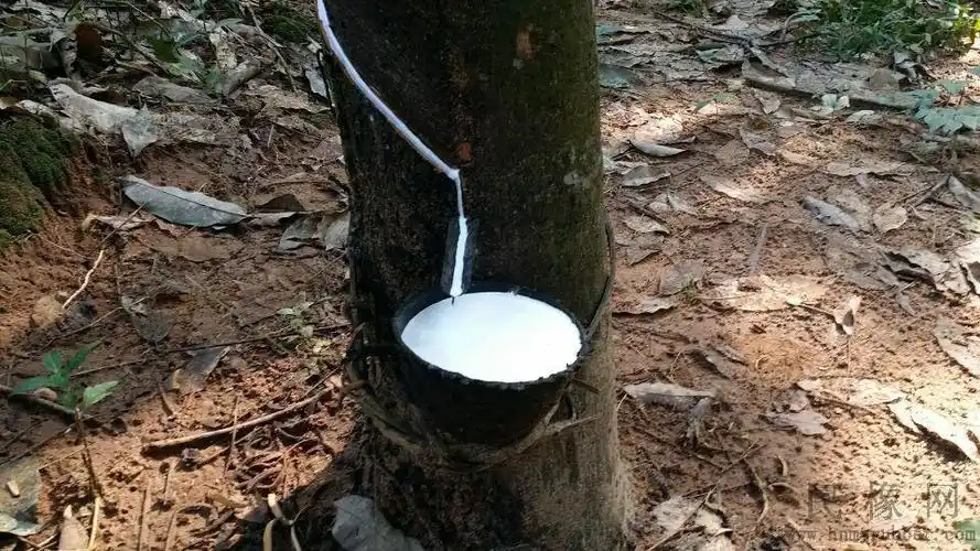 胶农,正在为橡胶树"动手术"割胶灯,胶农常用的"手术"工具胶刀,胶农