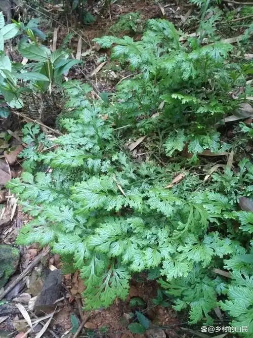 野生金龙草,又叫龙鳞草,深绿卷柏,有药用植物还有观赏性