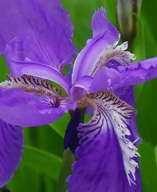 【摄影】紫色鸢尾花