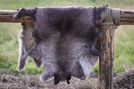 挂栅栏上灯栅栏上挂着的狼皮照片