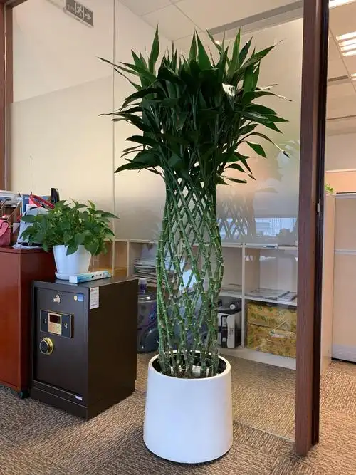 111 富贵竹笼 (9).jpg