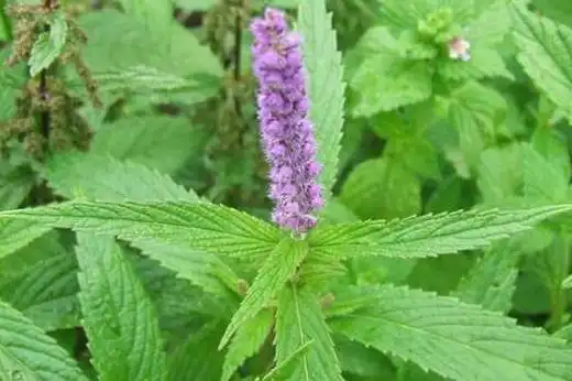 藿香有什么功效