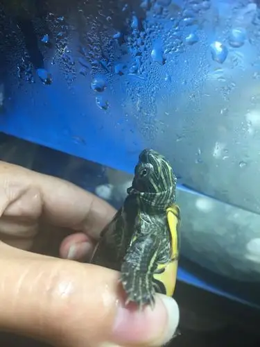 巴西龟眼睛闭起来这样是正常还是不正常