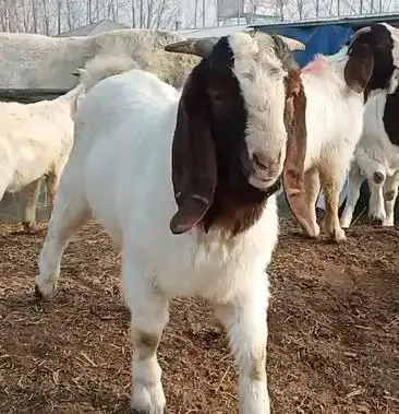 波尔山羊羊羔基础母羊孕羊公羊小公羊